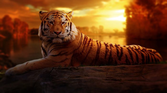 A tiger, laying down in the sunset